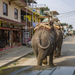 2024-10 - Népal - J11 - Parc National de Chitwan - 047